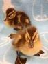 Found Orphaned Ducklings?