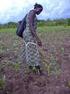 Development of Agriculture in South Sudan