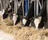 LGM-Dairy: What is it? New Livestock Gross Margin for Dairy Insurance