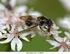 New and little known Norwegian hoverflies (Diptera, Syrphidae)