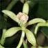 Review of the genus Miguelia (Orchidaceae) with a new species, M. cruenta, from southern Vietnam