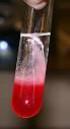 Strawberry DNA Extraction