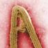 Ebola virus disease. Filoviridae: enveloped RNA viruses