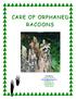 CARE OF ORPHANED RACOONS