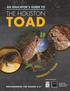 AN EDUCATOR S GUIDE TO THE HOUSTON TOAD MADE POSSIBLE BY: JACOB AND TERESE HERSHEY FOUNDATION RECOMMENDED FOR GRADES K-6