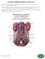 ANTERIOR LUMBAR INTERBODY FUSION (ALIF) Basic Anatomical Landmarks: Anterior Lumbar Spine