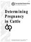 Determining Pregnancy in Cattle