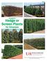 Hedge or Screen Plants