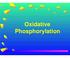 Oxidative Phosphorylation