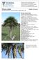 Thrinax radiata Florida thatch palm, Jamaican thatch, thatch palm, chit