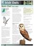 Irish Owls. Barn Owl Tyto alba