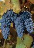 Zinfandel. clusters. Synonyms None