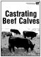 Figure 1. Tail restraint for castrating older calves standing in a squeeze chute.