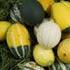 COLOR AND CAROTENOID CONTENT IN SQUASH (Cucurbita spp.)