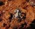A revision of the spider genus Menemerus in Africa (Araneae: Salticidae)