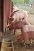 EFFICIENCY OF FEED USE OF WET FATTENING PIGS U.