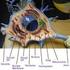 Nerve Cell Flashcards