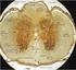 Histology of Nervous Tissue, Medulla Spinalis and Brain Stem