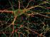 Neurons, Synapses, and Signaling